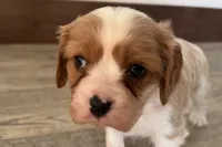 Blake, a male Cavalier King Charles Spaniel for sale in Sturgis, MI – Photo 1 of 7