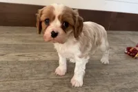 Blake, a male Cavalier King Charles Spaniel for sale in Sturgis, MI – Photo 6 of 7