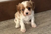 Blake, a male Cavalier King Charles Spaniel for sale in Sturgis, MI – Photo 2 of 7