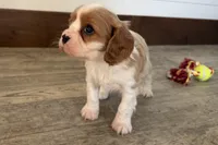 Blake, a male Cavalier King Charles Spaniel for sale in Sturgis, MI – Photo 7 of 7