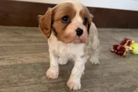 Blake, a male Cavalier King Charles Spaniel for sale in Sturgis, MI – Photo 5 of 7