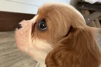 Blake, a male Cavalier King Charles Spaniel for sale in Sturgis, MI – Photo 4 of 7