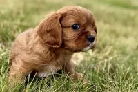 Ion, a male Cavalier King Charles Spaniel for sale in Sturgis, MI – 2 of 9