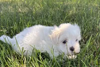Oscar, a male Maltese for sale in Sturgis, MI – 7 of 7