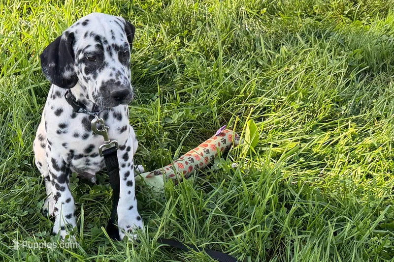 Larry – Dalmatian puppy for sale in Sturgis, MI