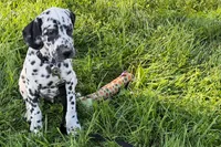Larry, a male Dalmatian for sale in Sturgis, MI – 1 of 9