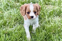Rusty, a male Cavalier King Charles Spaniel for sale in Sturgis, MI – 9 of 9