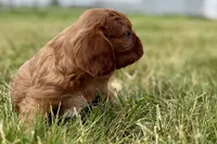 Ion, a male Cavalier King Charles Spaniel for sale in Sturgis, MI – 7 of 9