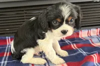 Mason, a male Cavalier King Charles Spaniel for sale in Sturgis, MI – 8 of 9