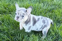 Jelly , a female Frenchton for sale in Sturgis, MI – 5 of 10