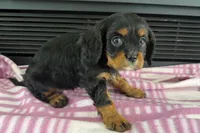Maura, a female Cavalier King Charles Spaniel for sale in Sturgis, MI – 6 of 10