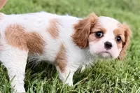 Violet, a female Cavalier King Charles Spaniel for sale in Sturgis, MI – 9 of 10
