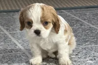 Tara, a female Cavalier King Charles Spaniel for sale in Sturgis, MI – Photo 3 of 8