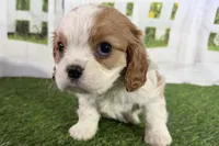 Tara, a female Cavalier King Charles Spaniel for sale in Sturgis, MI – Photo 1 of 8