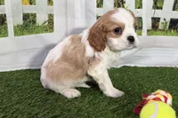 Tara, a female Cavalier King Charles Spaniel for sale in Sturgis, MI – Photo 4 of 8