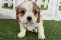 Tara, a female Cavalier King Charles Spaniel for sale in Sturgis, MI – Photo 6 of 8