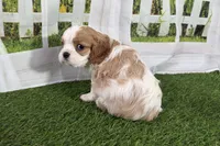 Tara, a female Cavalier King Charles Spaniel for sale in Sturgis, MI – Photo 5 of 8