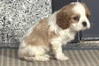 Tara, a female Cavalier King Charles Spaniel for sale in Sturgis, MI – Photo 2 of 8