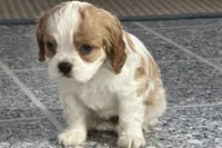 Tara, a female Cavalier King Charles Spaniel for sale in Sturgis, MI – Photo 8 of 8