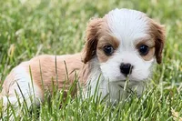 Hope , a female Cavalier King Charles Spaniel for sale in Sturgis, MI – 2 of 8