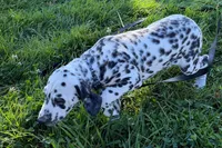 Lavon, a male Dalmatian for sale in Sturgis, MI – 5 of 10