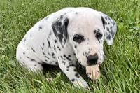 Lava, a female Dalmatian for sale in Sturgis, MI – 6 of 8