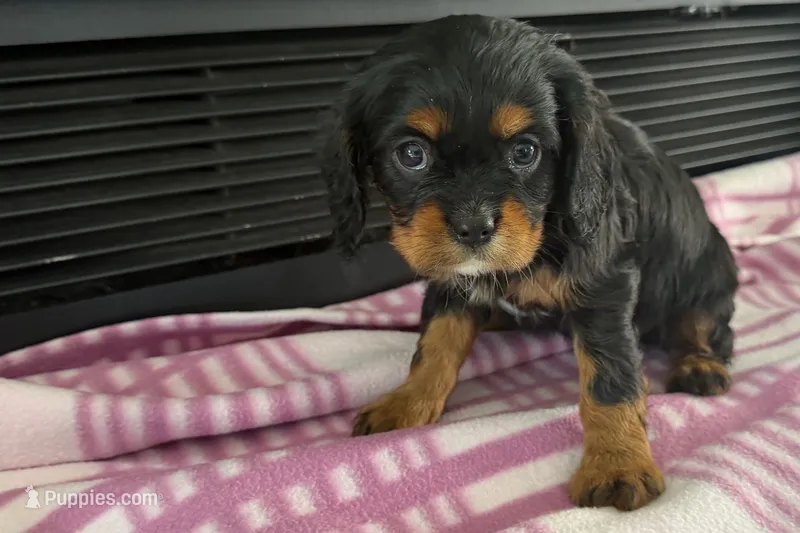 Maura – Cavalier King Charles Spaniel puppy for sale in Sturgis, MI