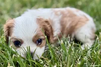 Hopper , a male Cavalier King Charles Spaniel for sale in Sturgis, MI – 10 of 10