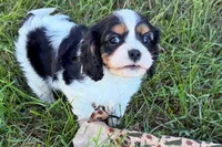 Emma, a female Cavalier King Charles Spaniel for sale in Sturgis, MI – 2 of 9