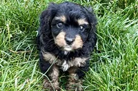 Forest, a male Cavalier King Charles Spaniel and Poodle - Miniature  for sale in Sturgis, MI – 2 of 10