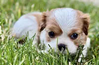 Holly, a female Cavalier King Charles Spaniel for sale in Sturgis, MI – 2 of 10
