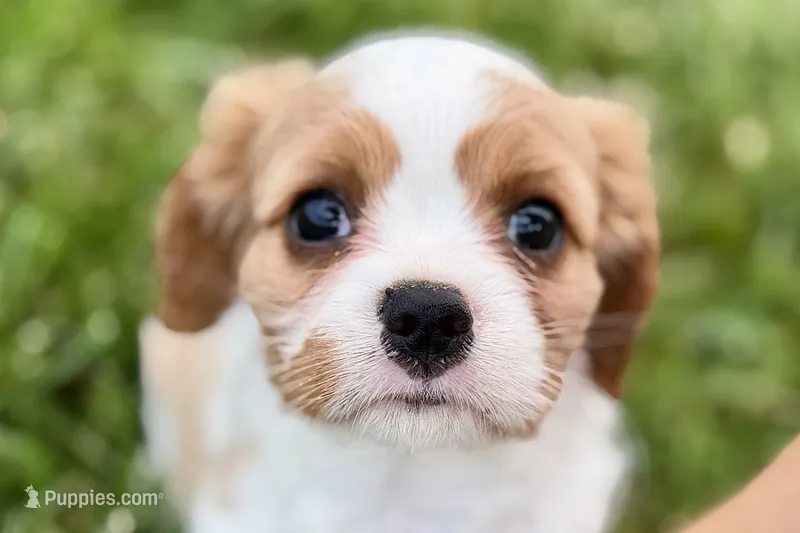 Valor – Cavalier King Charles Spaniel puppy for sale in Sturgis, MI