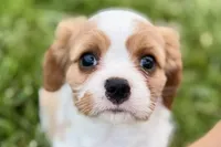 Valor, a female Cavalier King Charles Spaniel for sale in Sturgis, MI – 1 of 10