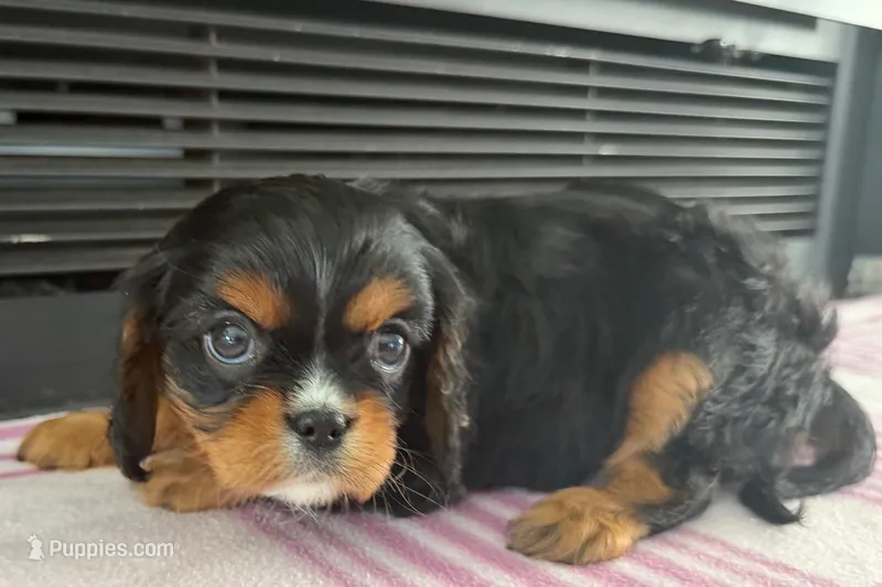 Monica – Cavalier King Charles Spaniel puppy for sale in Sturgis, MI