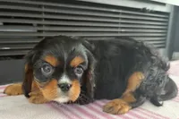 Monica, a female Cavalier King Charles Spaniel for sale in Sturgis, MI – 1 of 7