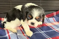 Mavey, a male Cavalier King Charles Spaniel for sale in Sturgis, MI – 8 of 10