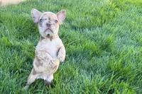 Jake, a male Frenchton for sale in Sturgis, MI – 3 of 10