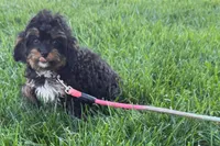 Nancy, a female Cavapoo for sale in Sturgis, MI – 2 of 7