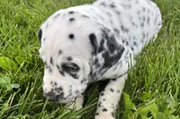 Lavon, a male Dalmatian for sale in Sturgis, MI – 6 of 9