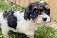 Frankie, a male Cavalier King Charles Spaniel and Poodle - Miniature  for sale in Sturgis, MI – 9 of 10