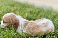 Hope , a female Cavalier King Charles Spaniel for sale in Sturgis, MI – 8 of 8