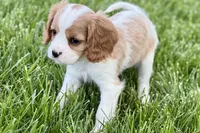 Remy, a male Cavalier King Charles Spaniel for sale in Sturgis, MI – 8 of 10
