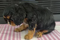 Morgan, a female Cavalier King Charles Spaniel for sale in Sturgis, MI – 2 of 7