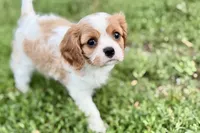 Valor, a female Cavalier King Charles Spaniel for sale in Sturgis, MI – 2 of 10