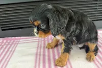 Monica, a female Cavalier King Charles Spaniel for sale in Sturgis, MI – 5 of 7