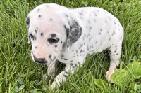 Lamar, a male Dalmatian for sale in Sturgis, MI – 5 of 10