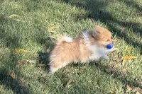 Max, a male Pomeranian for sale in Sturgis, MI – Photo 1 of 6