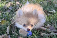 Max, a male Pomeranian for sale in Sturgis, MI – Photo 4 of 6