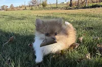 Max, a male Pomeranian for sale in Sturgis, MI – Photo 6 of 6
