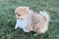 Max, a male Pomeranian for sale in Sturgis, MI – Photo 2 of 6